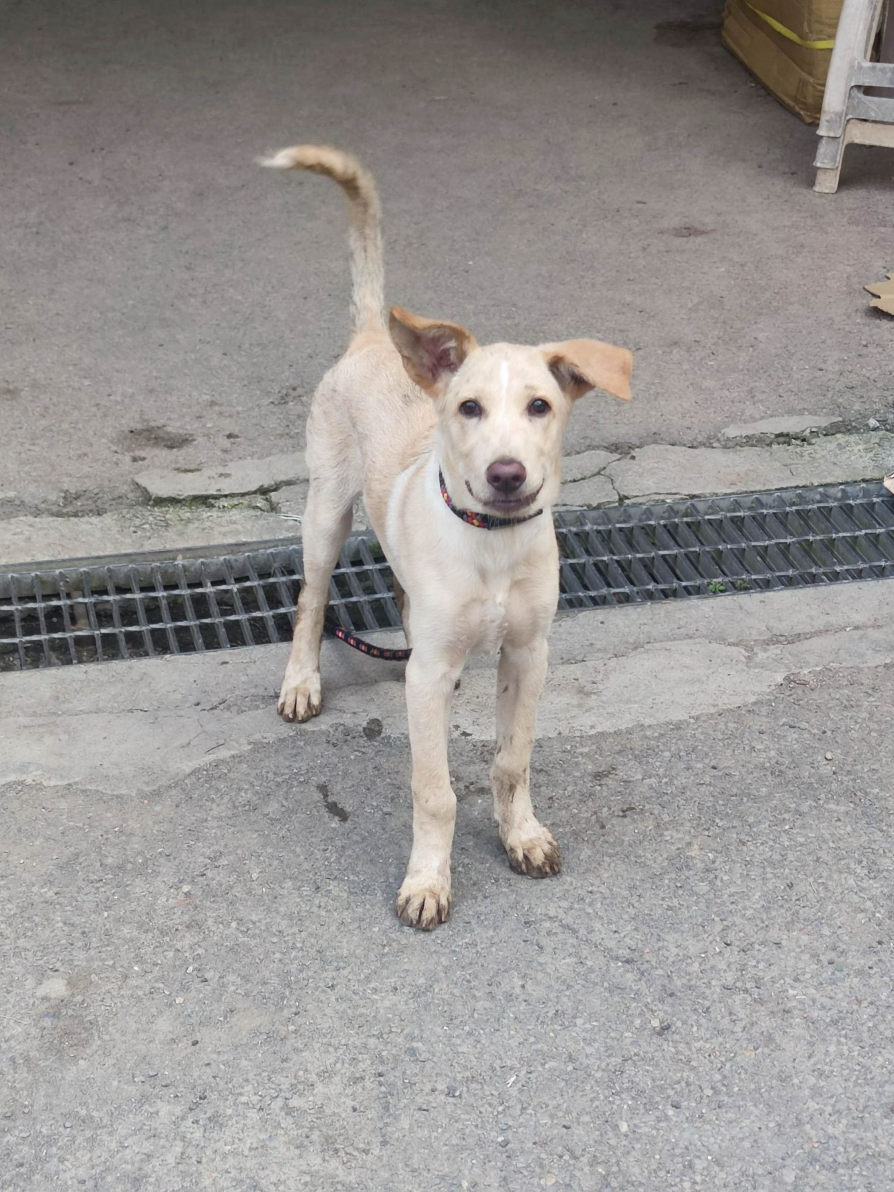 混種犬