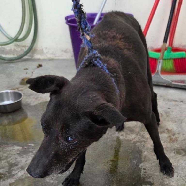 混種犬