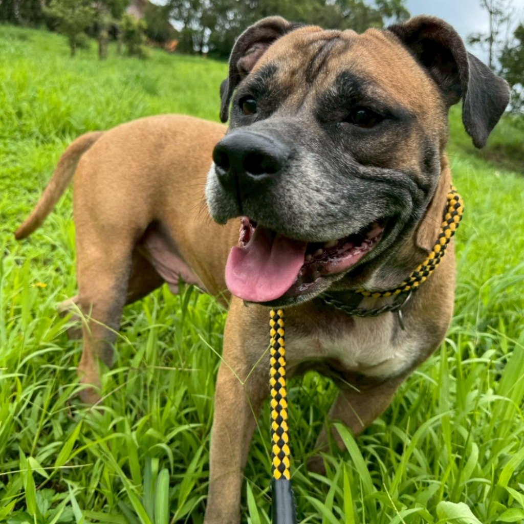 比特犬