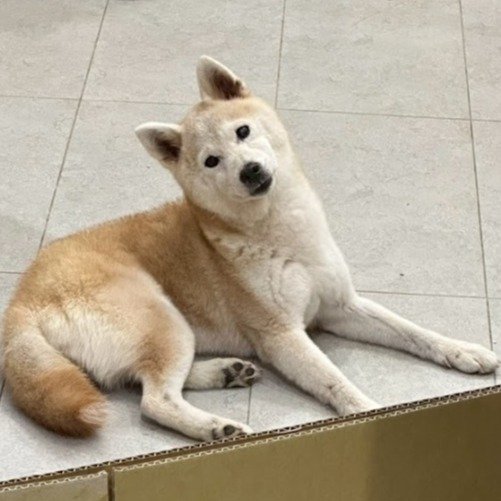柴犬