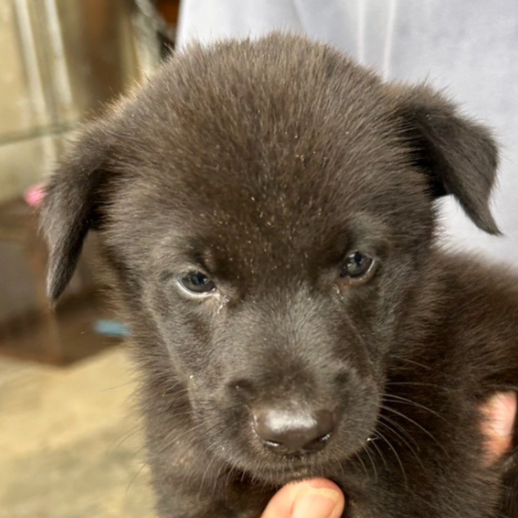 混種犬