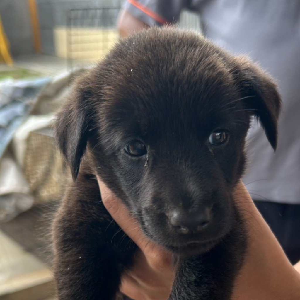 混種犬