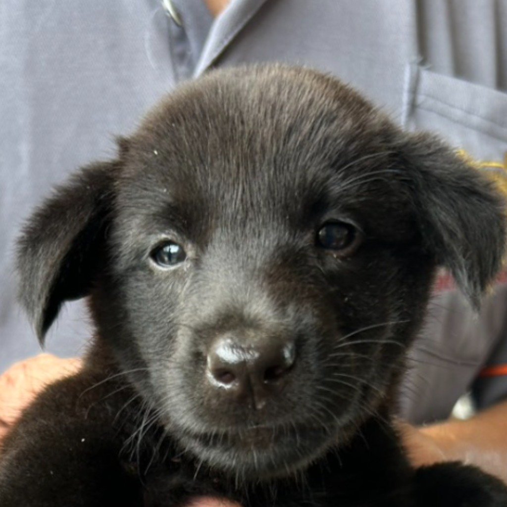 混種犬