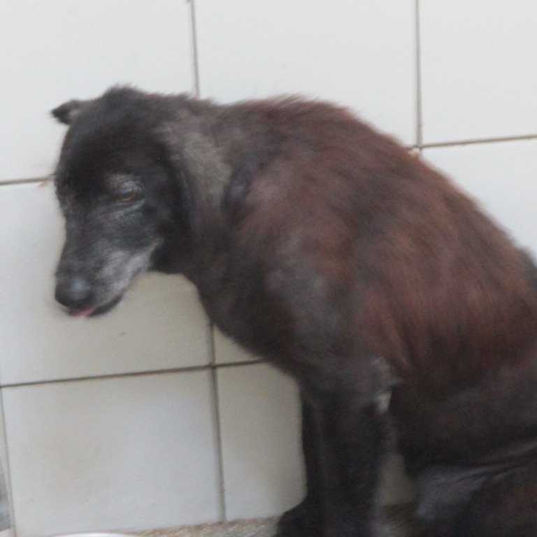 混種犬