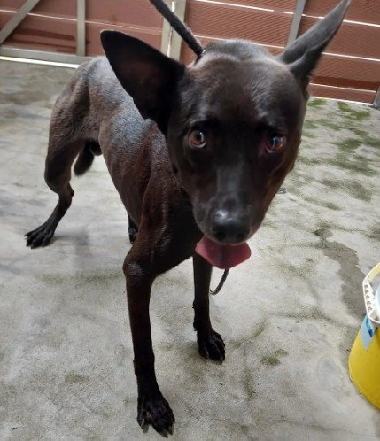 混種犬