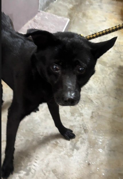 混種犬