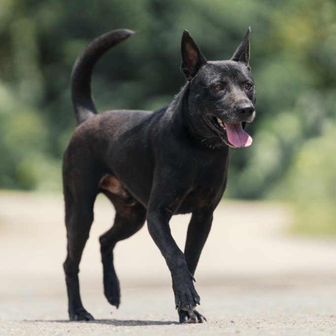 混種犬