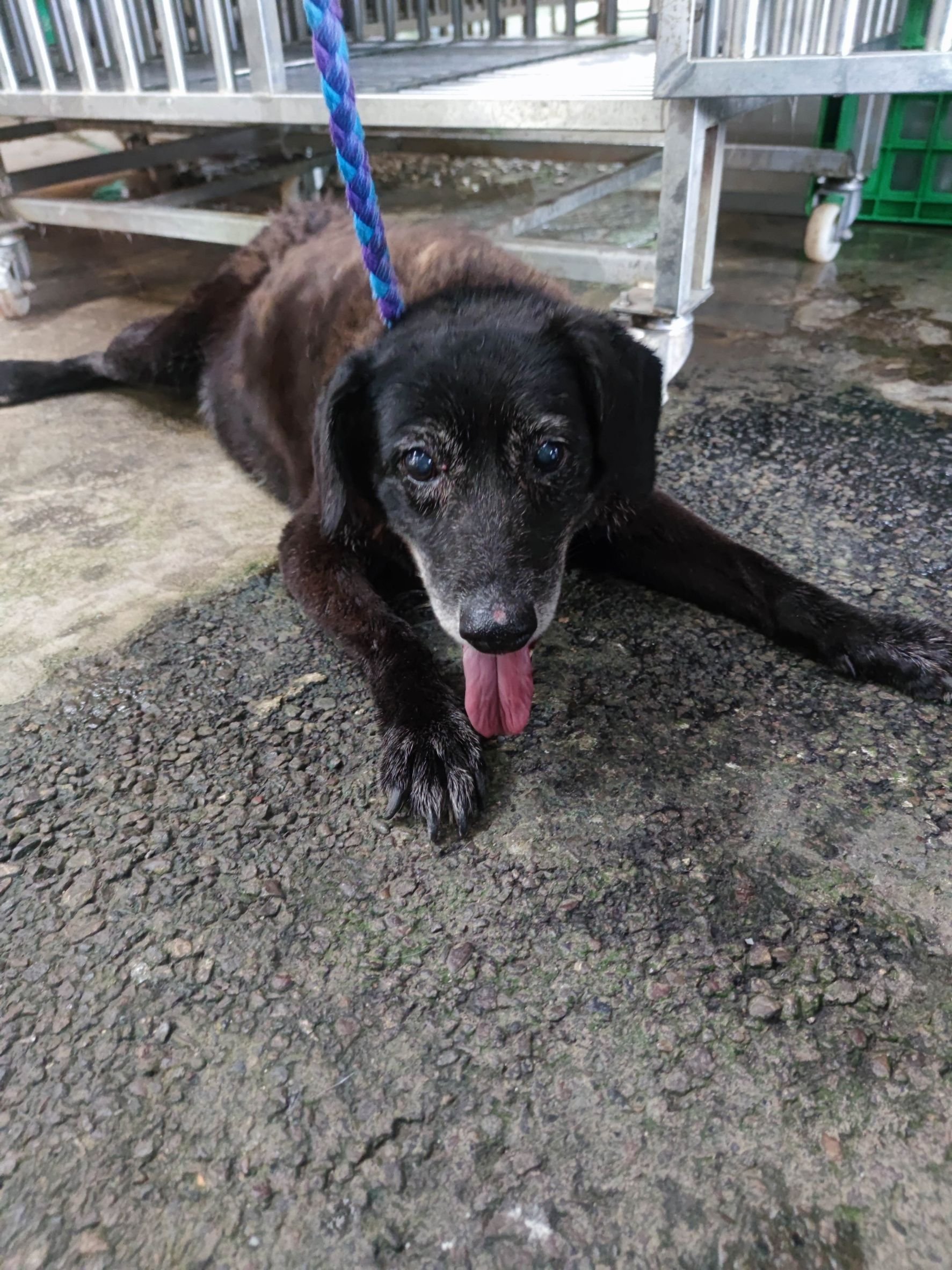 混種犬