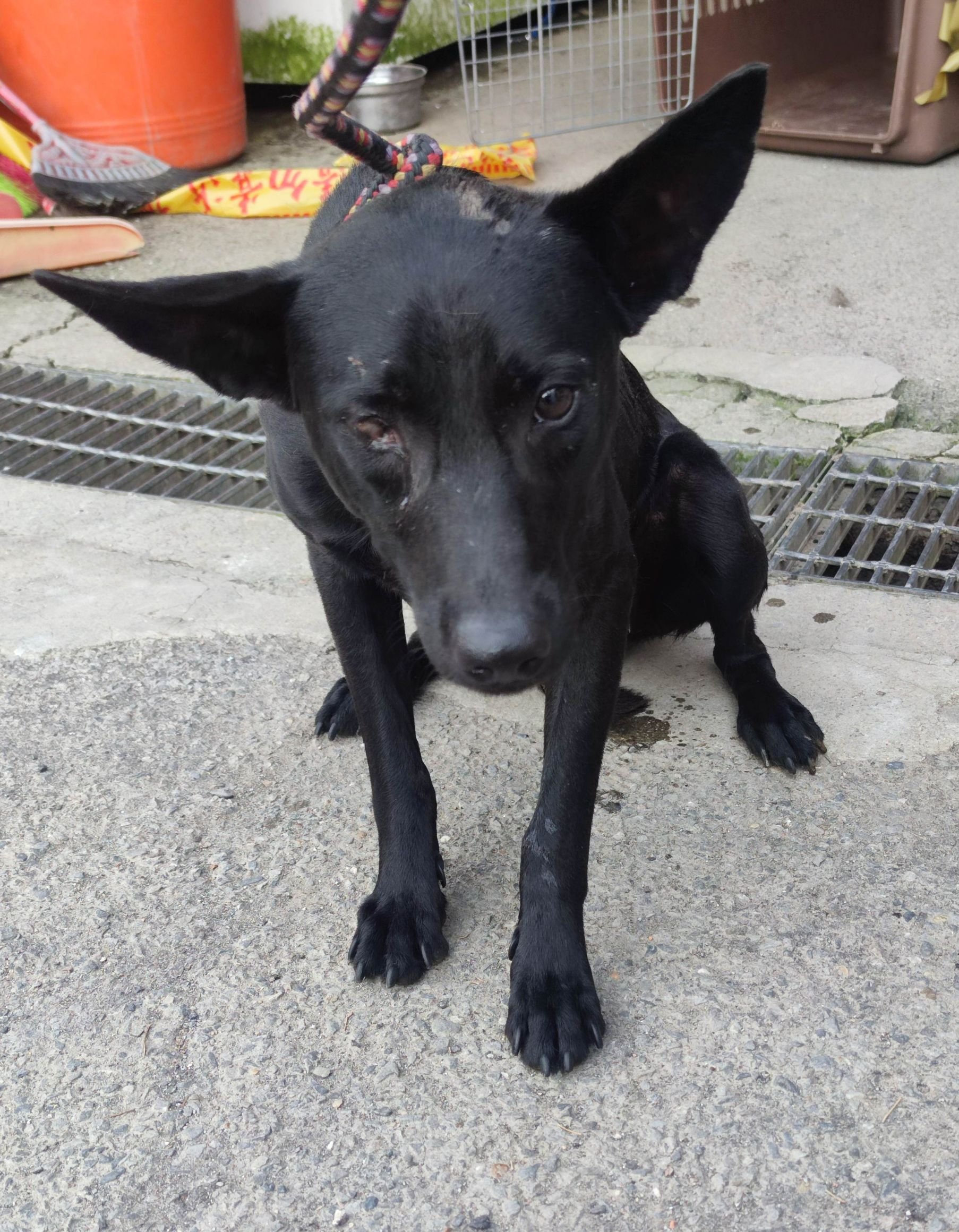 混種犬