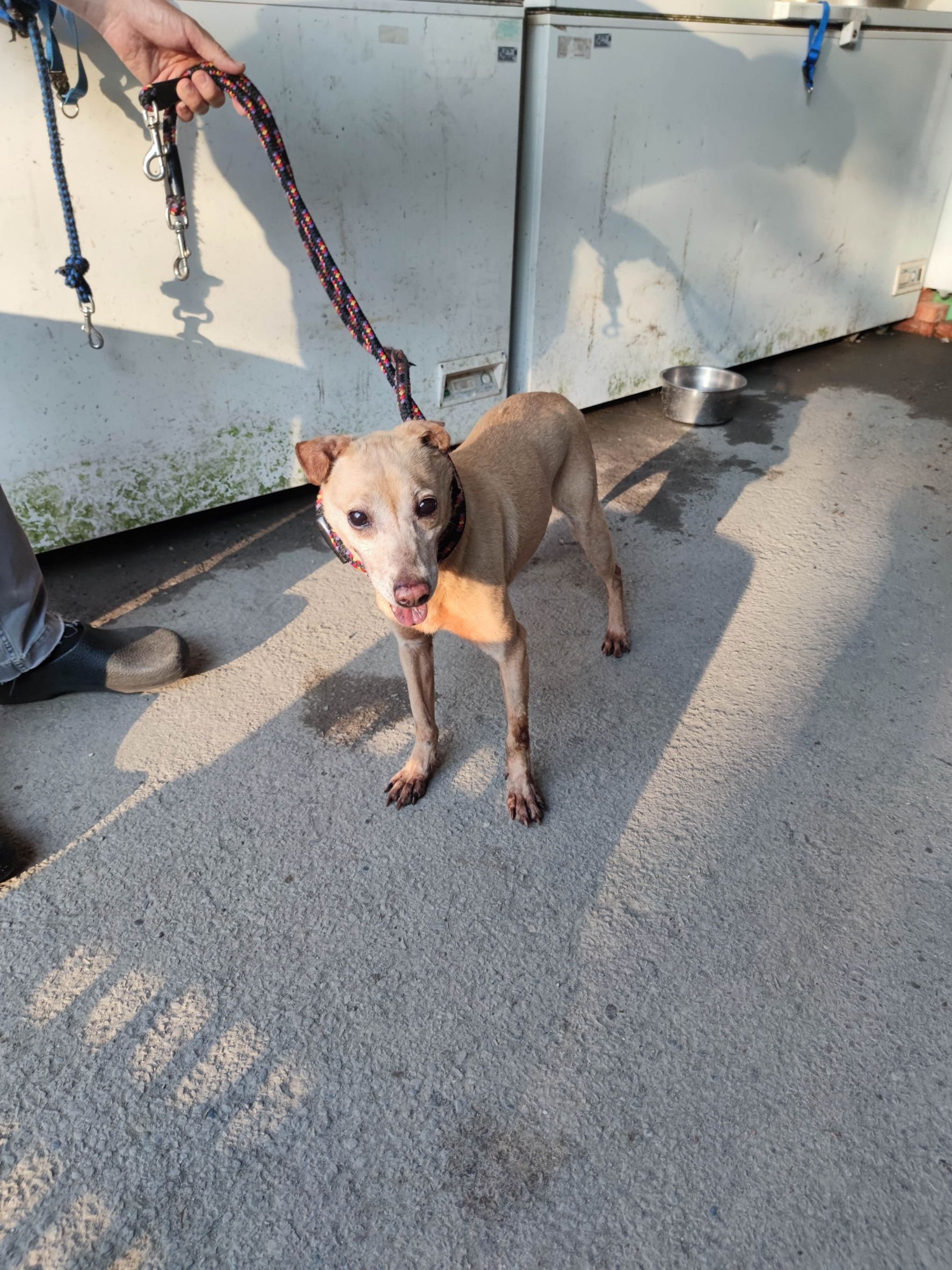 混種犬