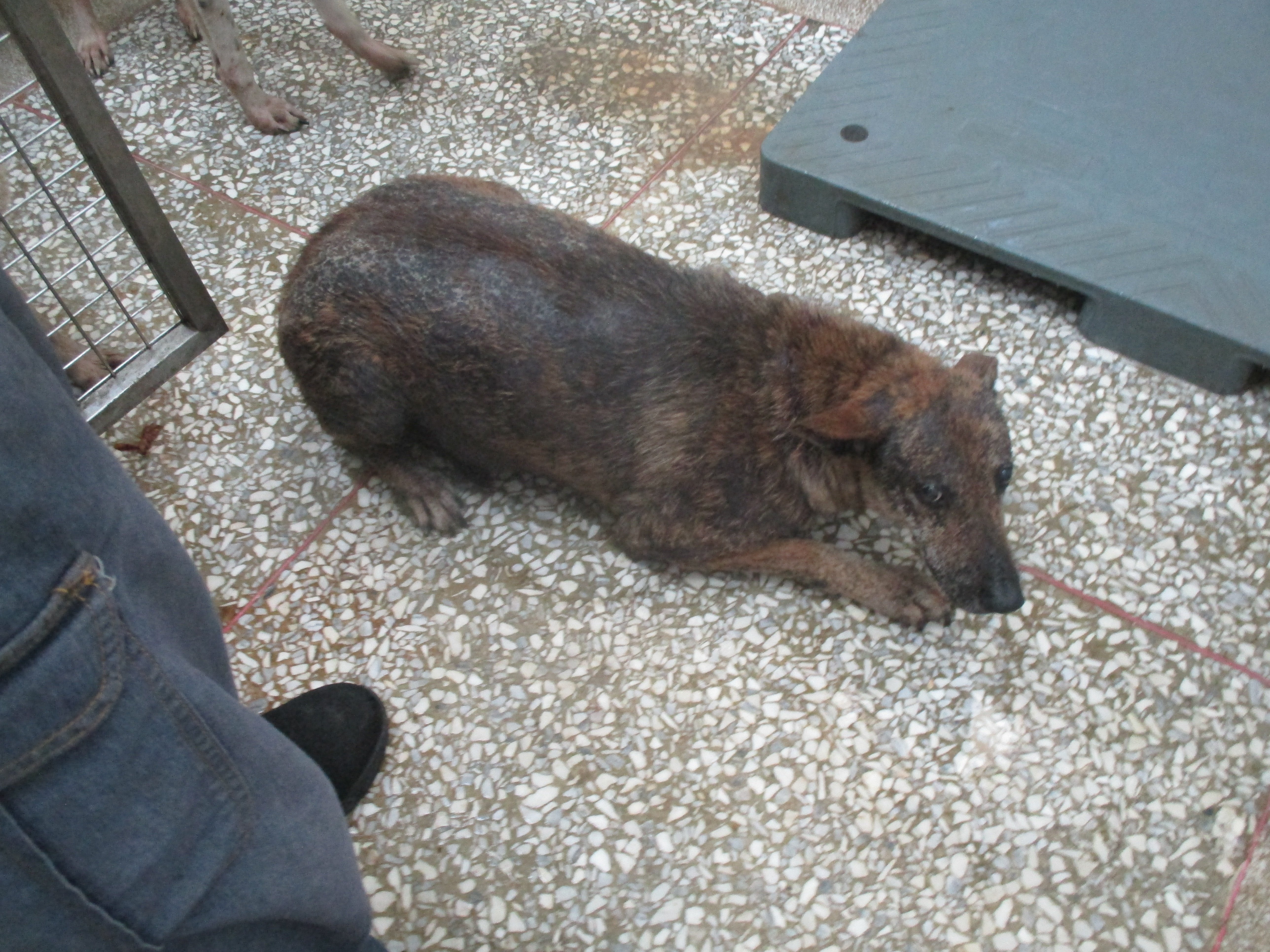 混種犬