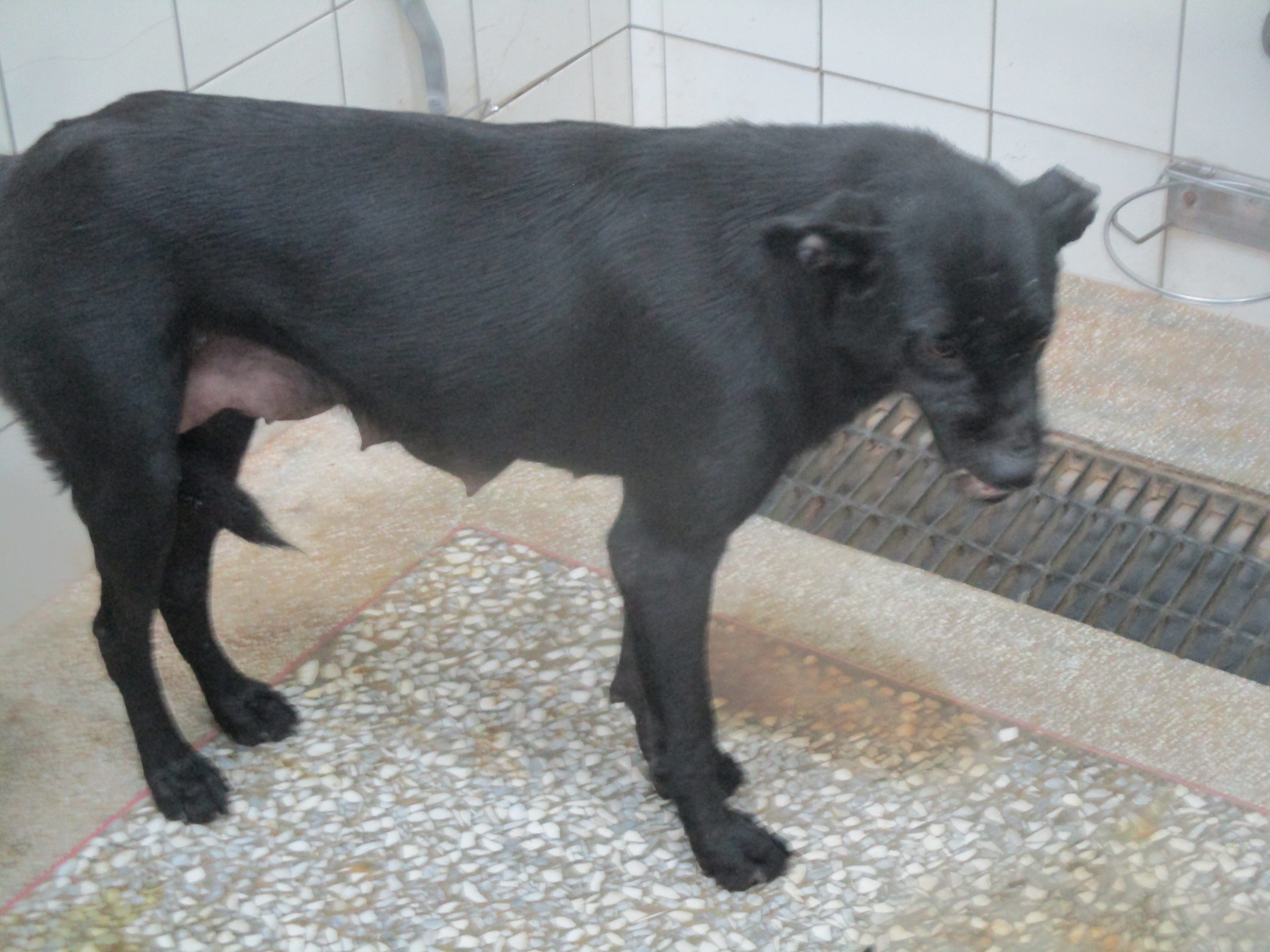 混種犬