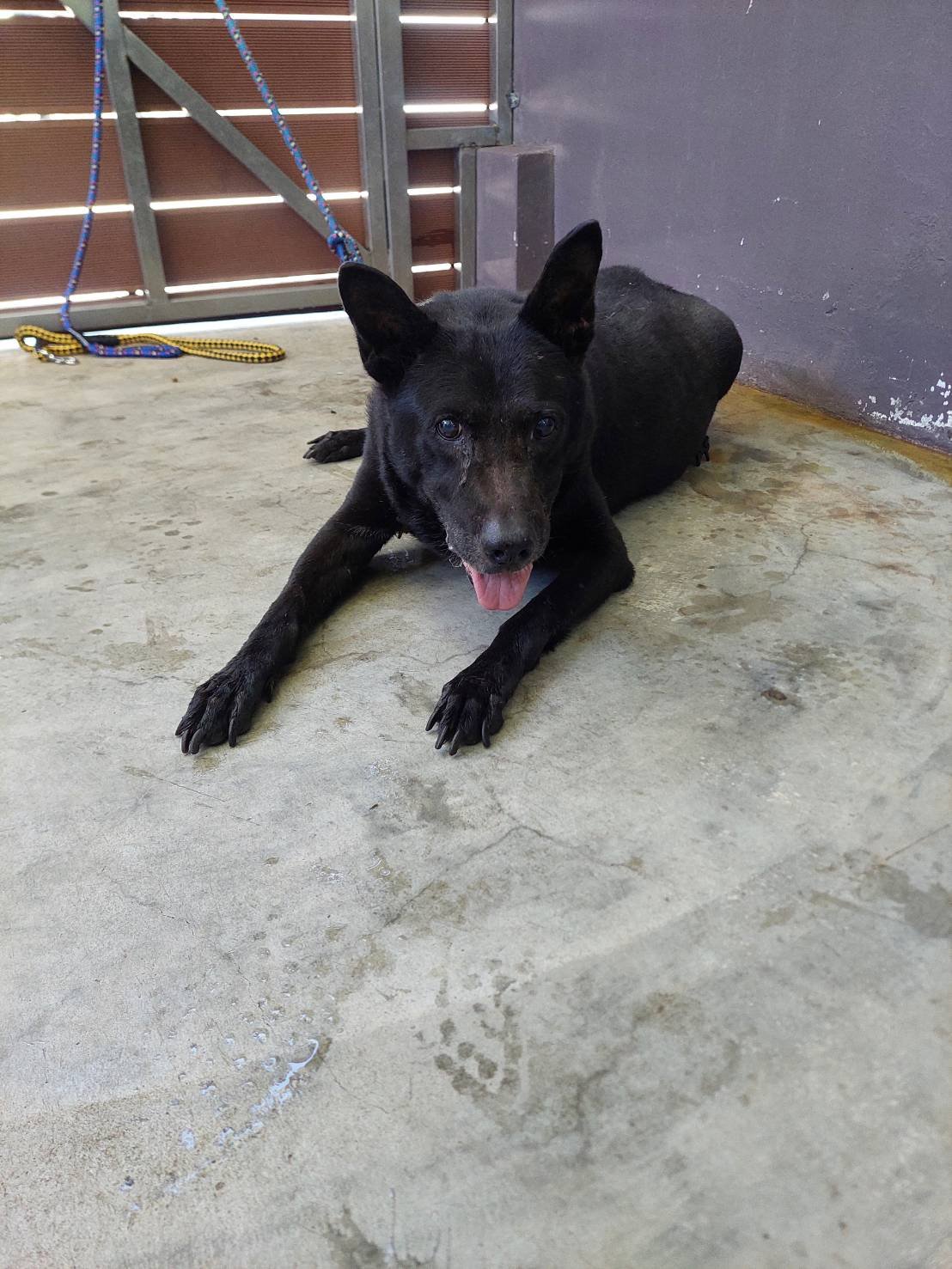 混種犬