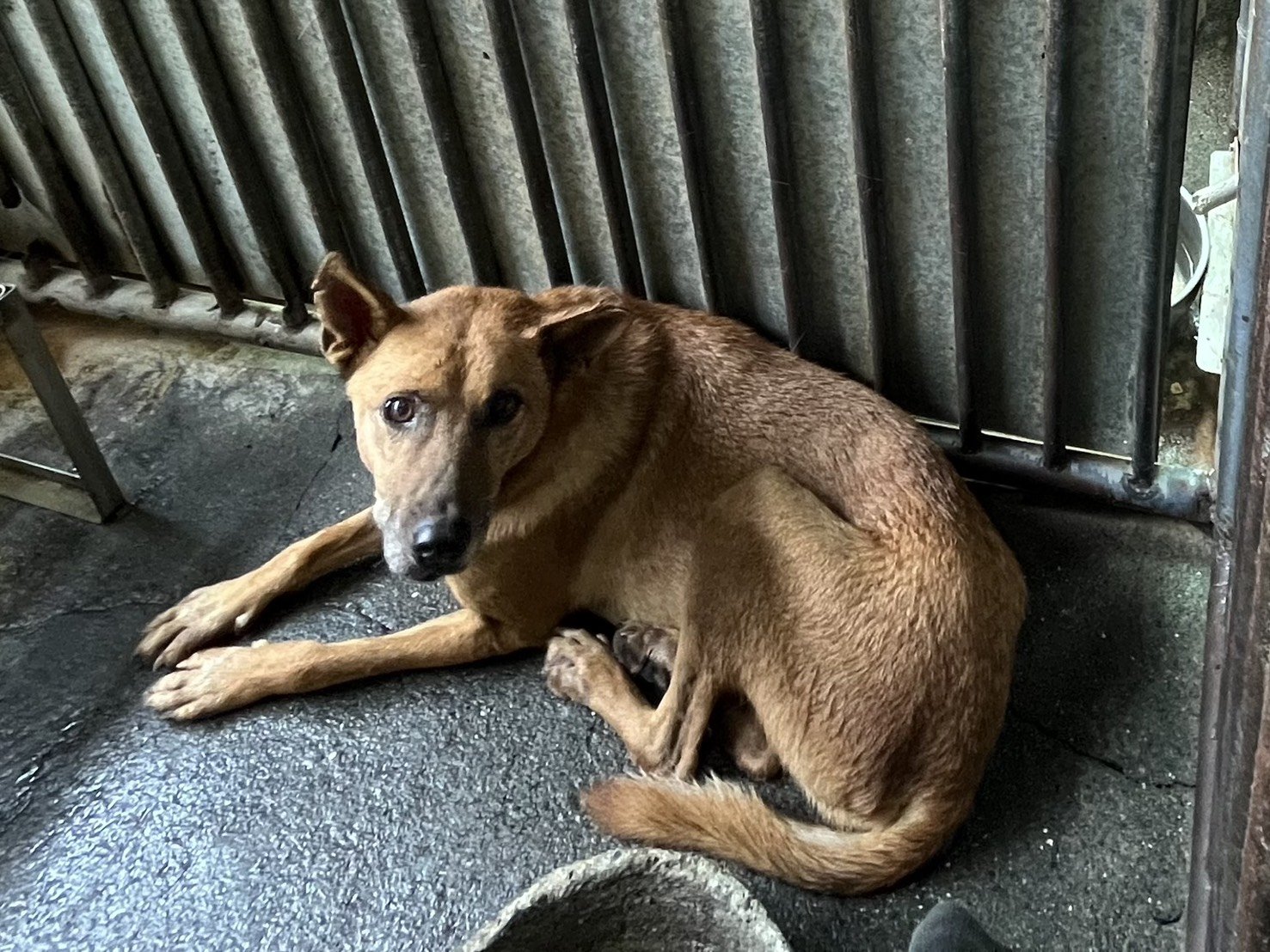 混種犬