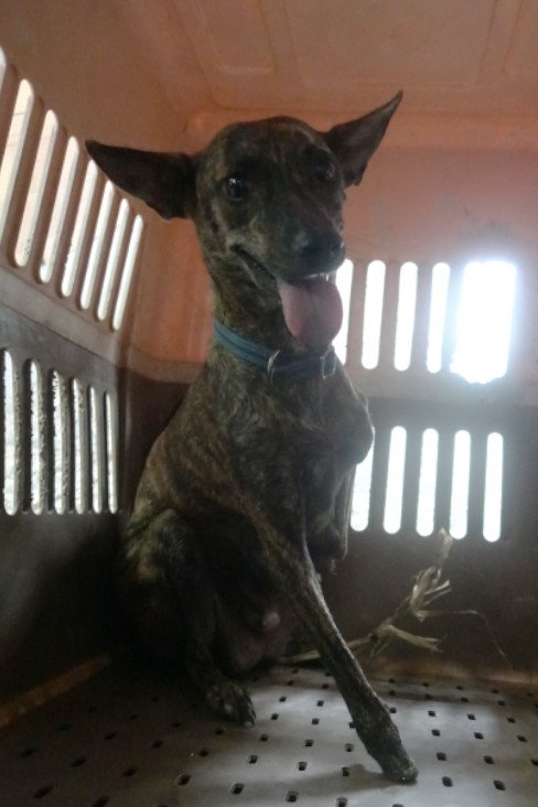 混種犬