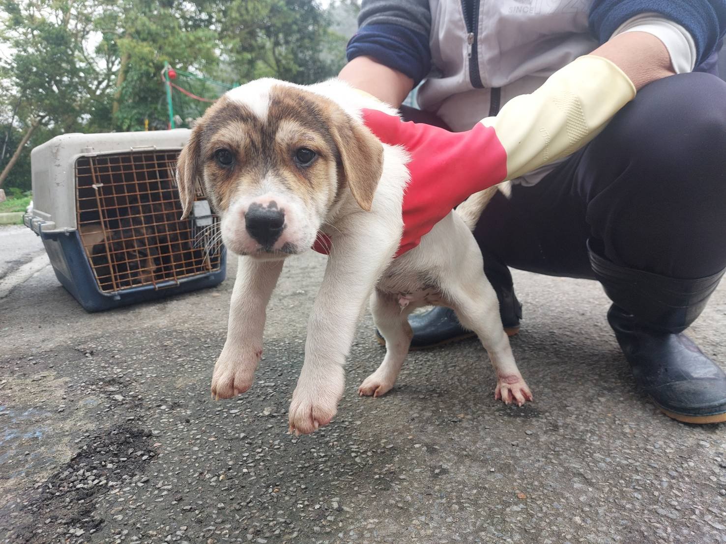 混種犬