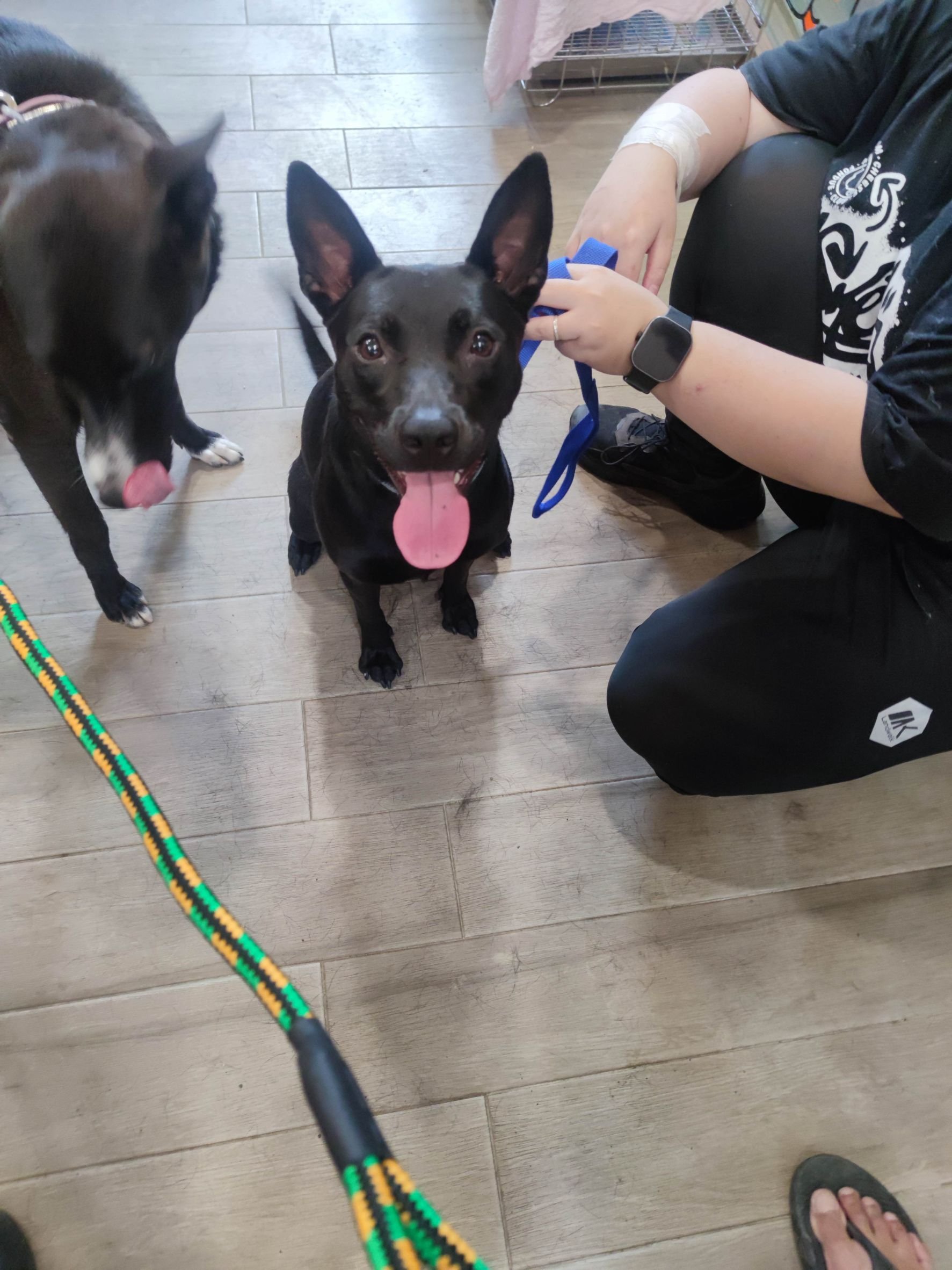 混種犬