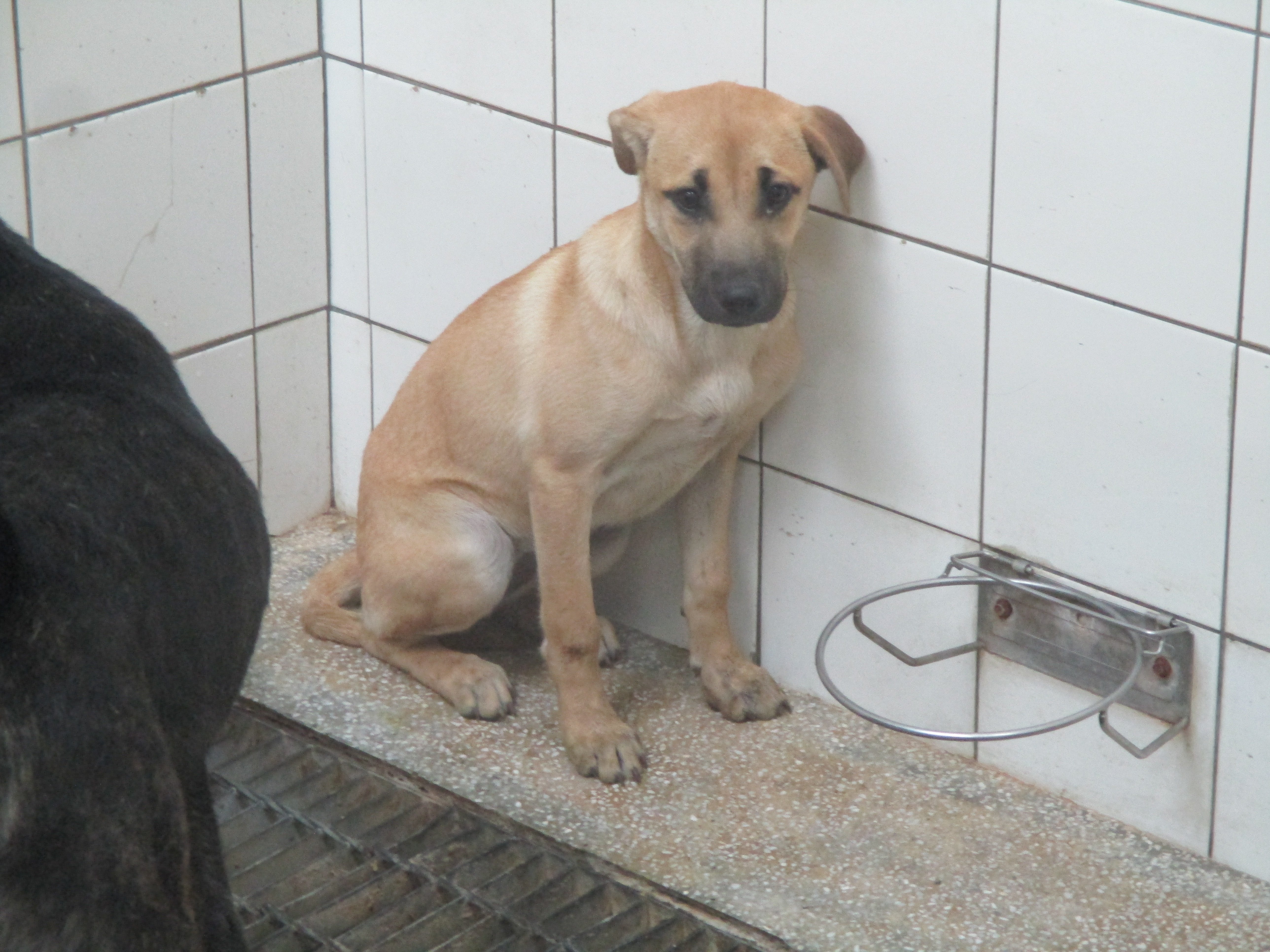 混種犬