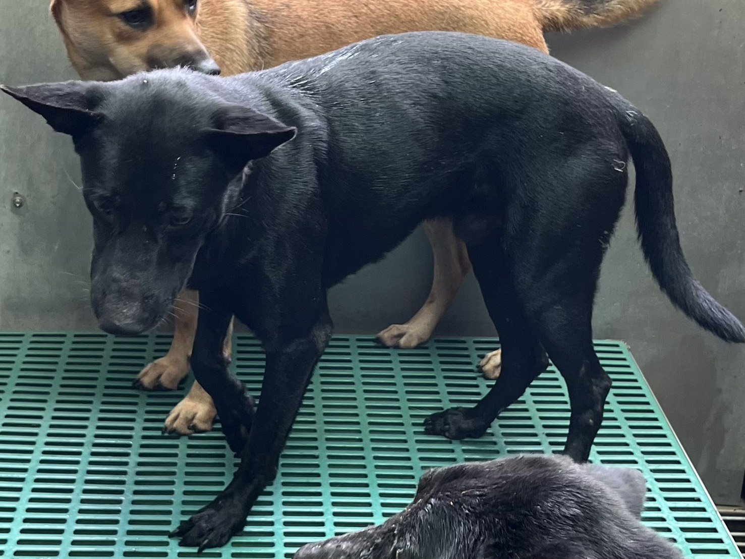 混種犬