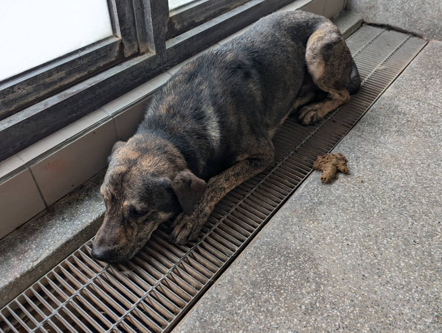 混種犬