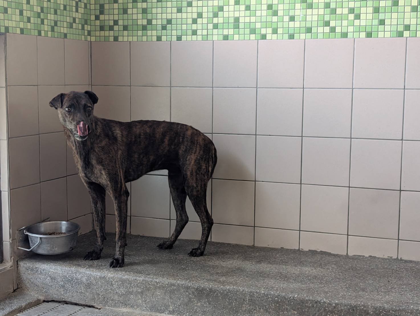 混種犬