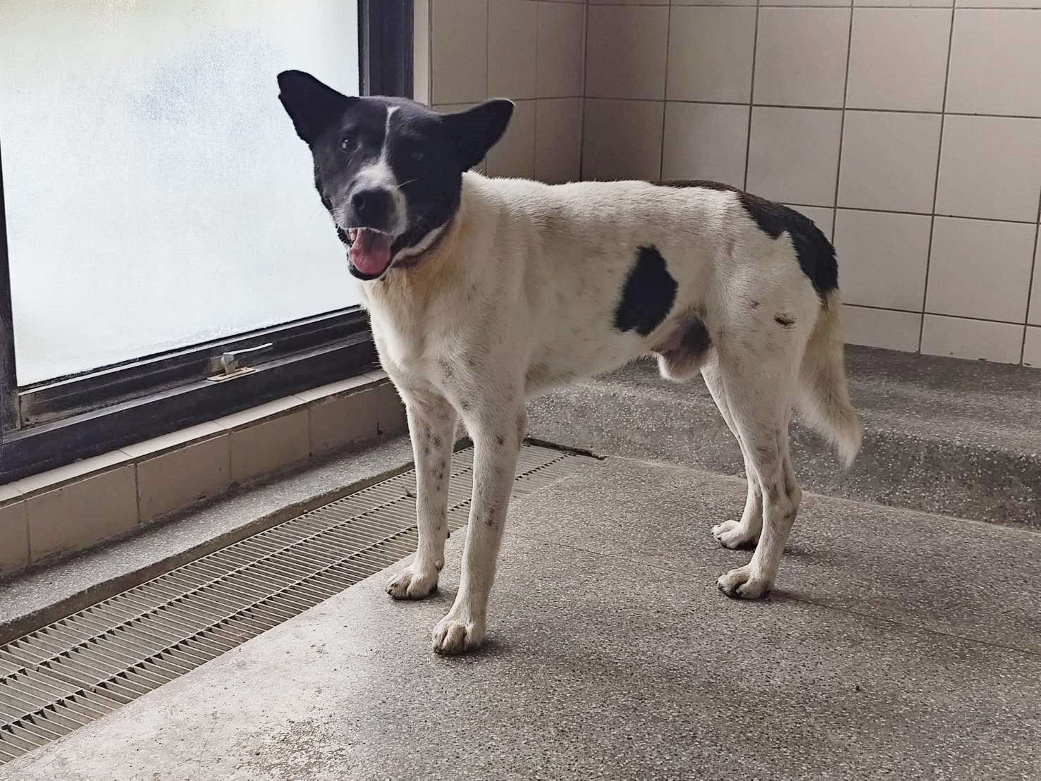 混種犬