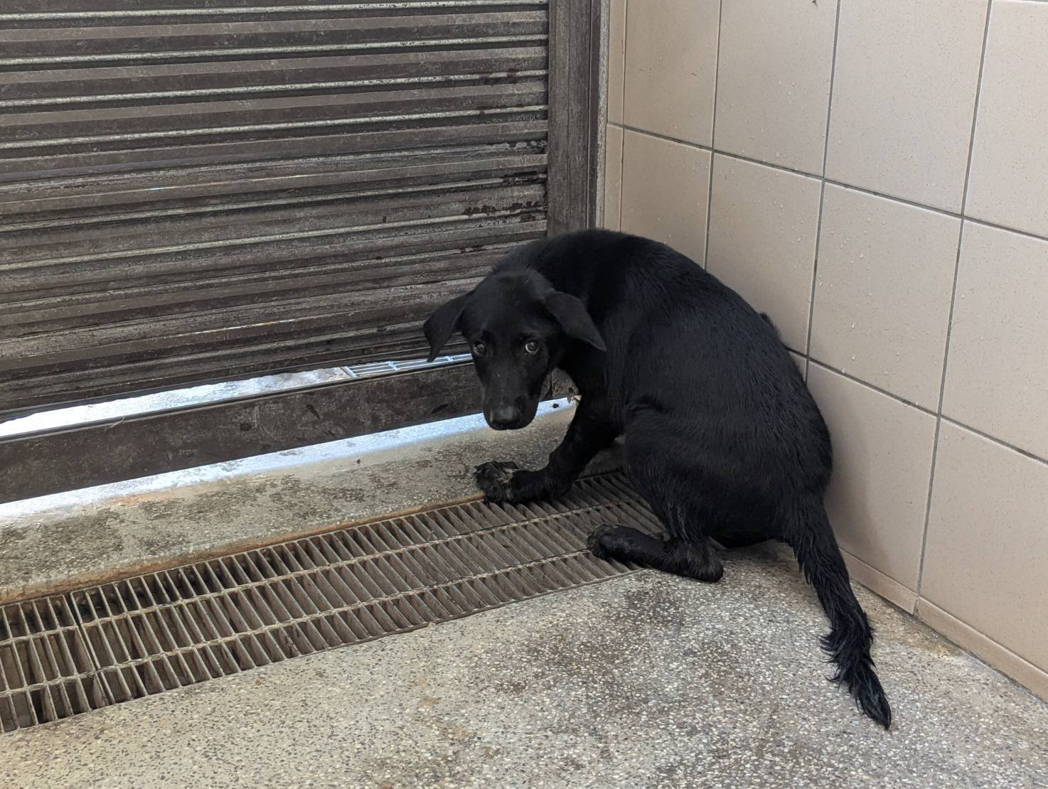 混種犬