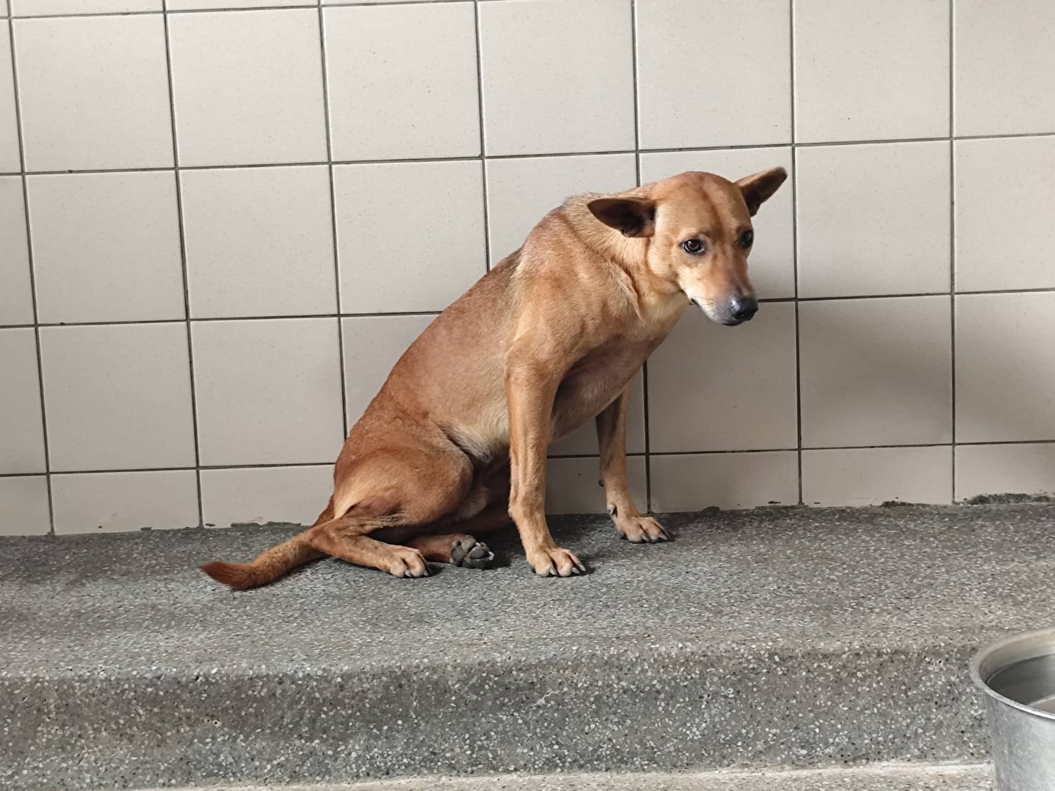 混種犬