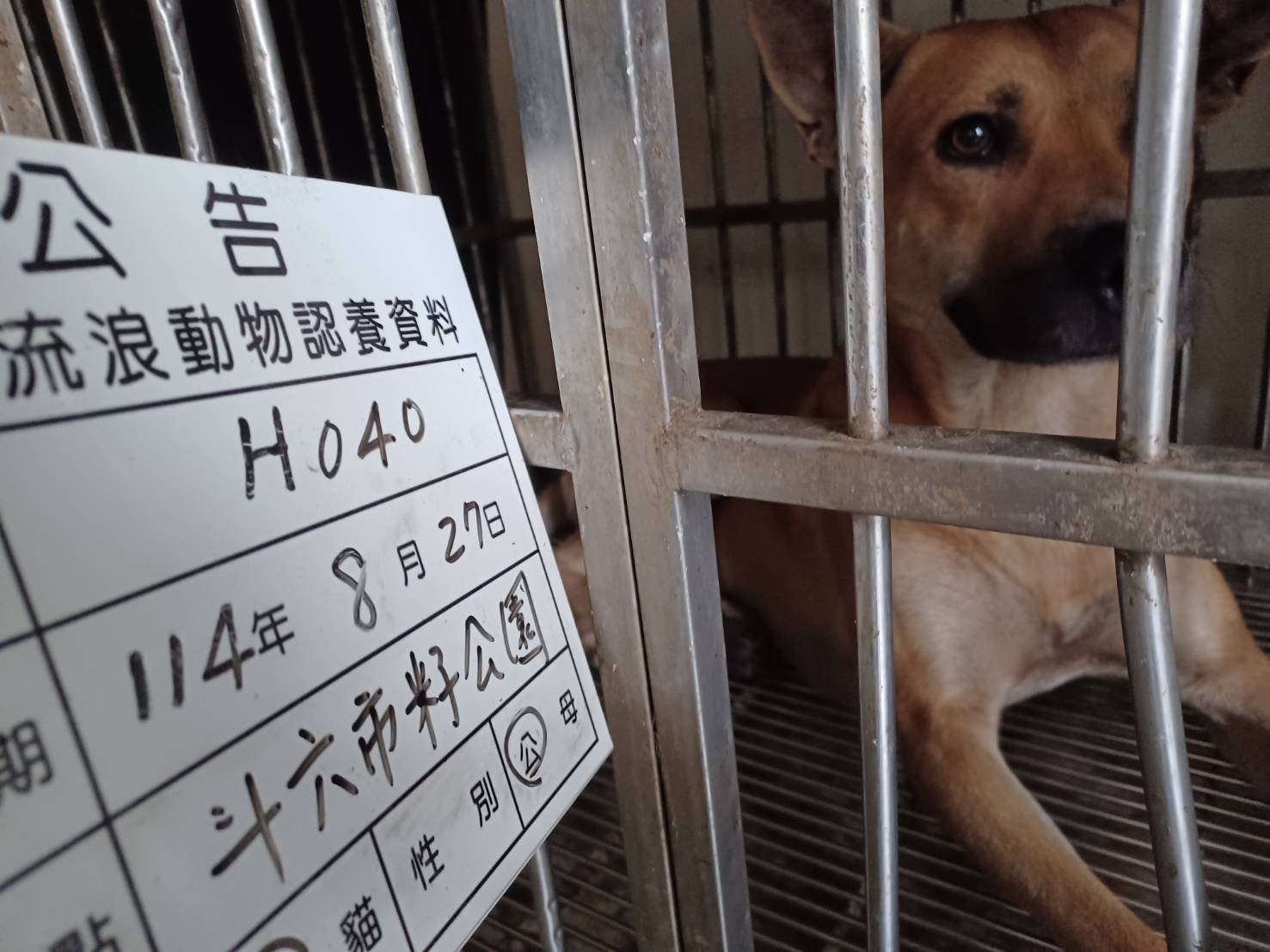 混種犬