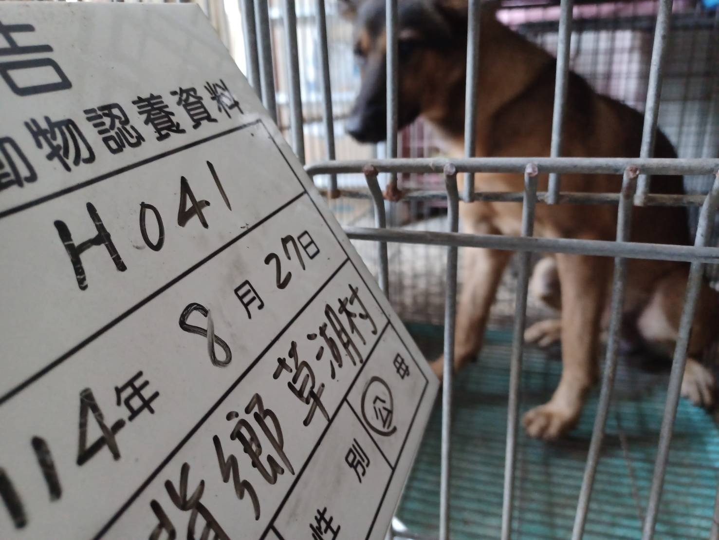 混種犬