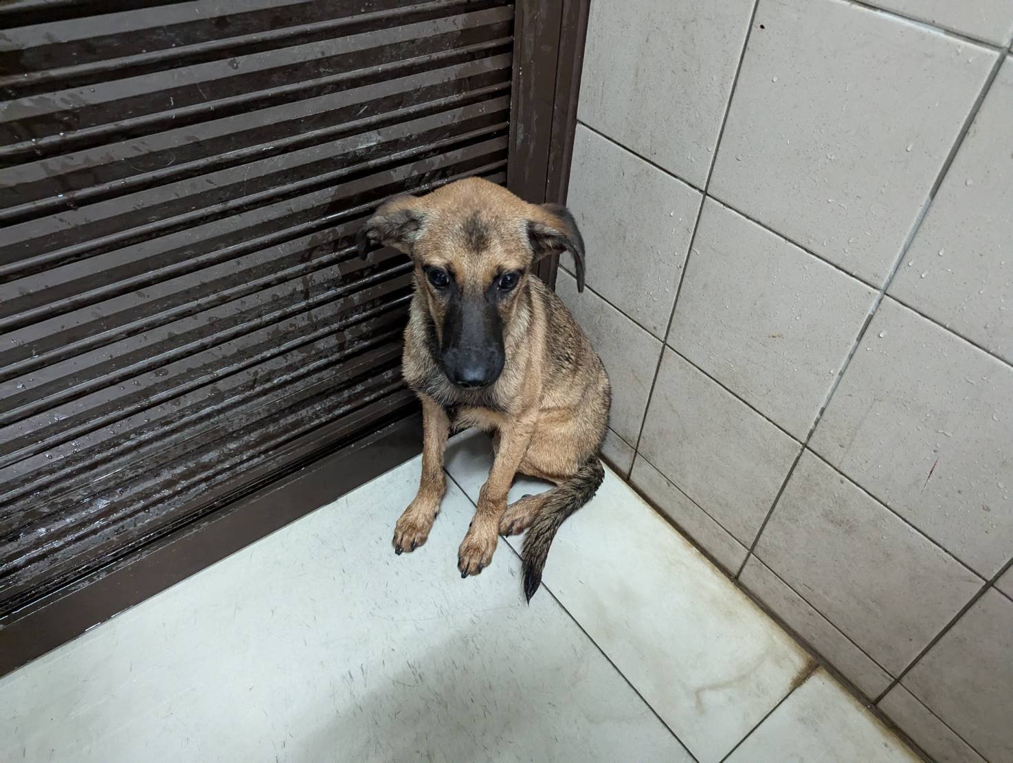 混種犬