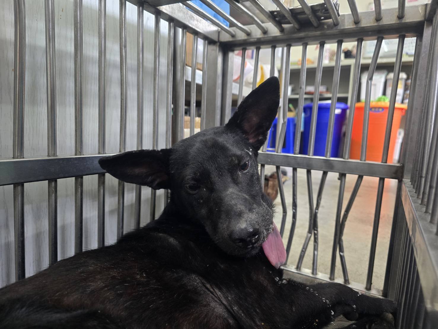 混種犬