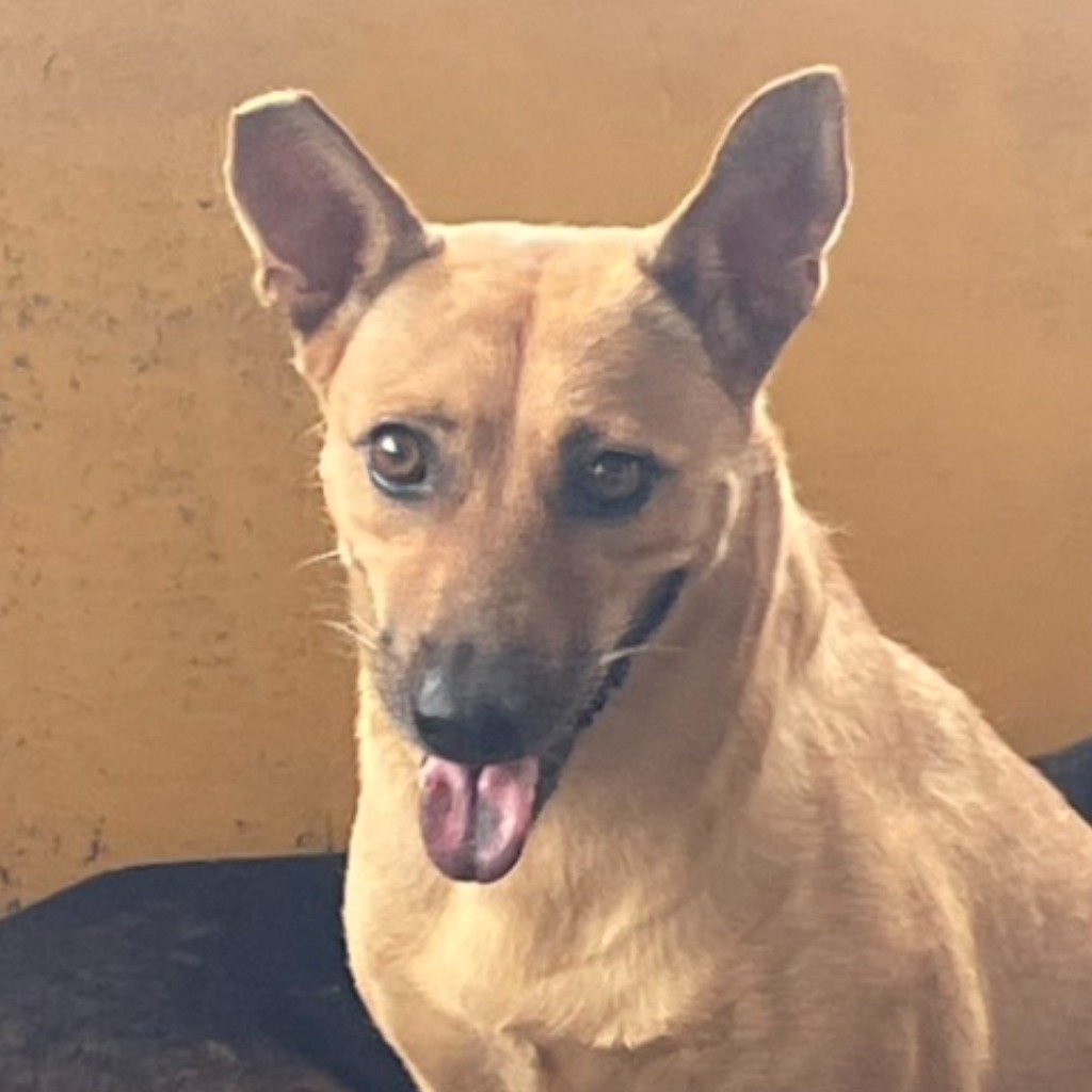 混種犬