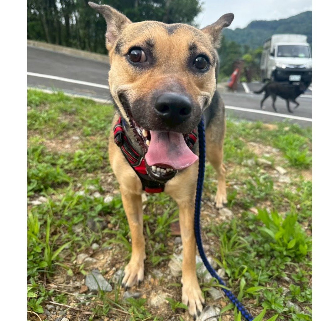 混種犬