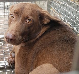 混種犬