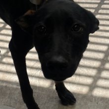混種犬