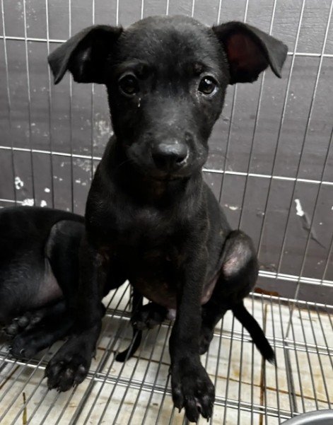 混種犬