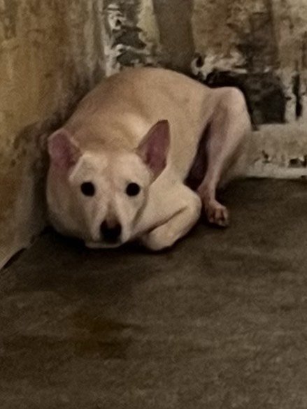 混種犬