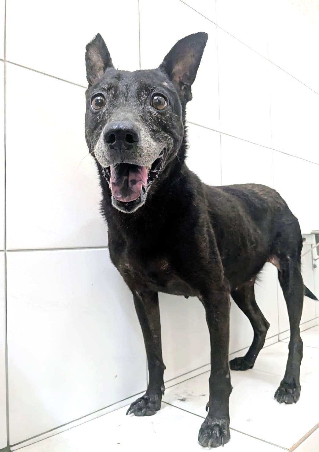 混種犬