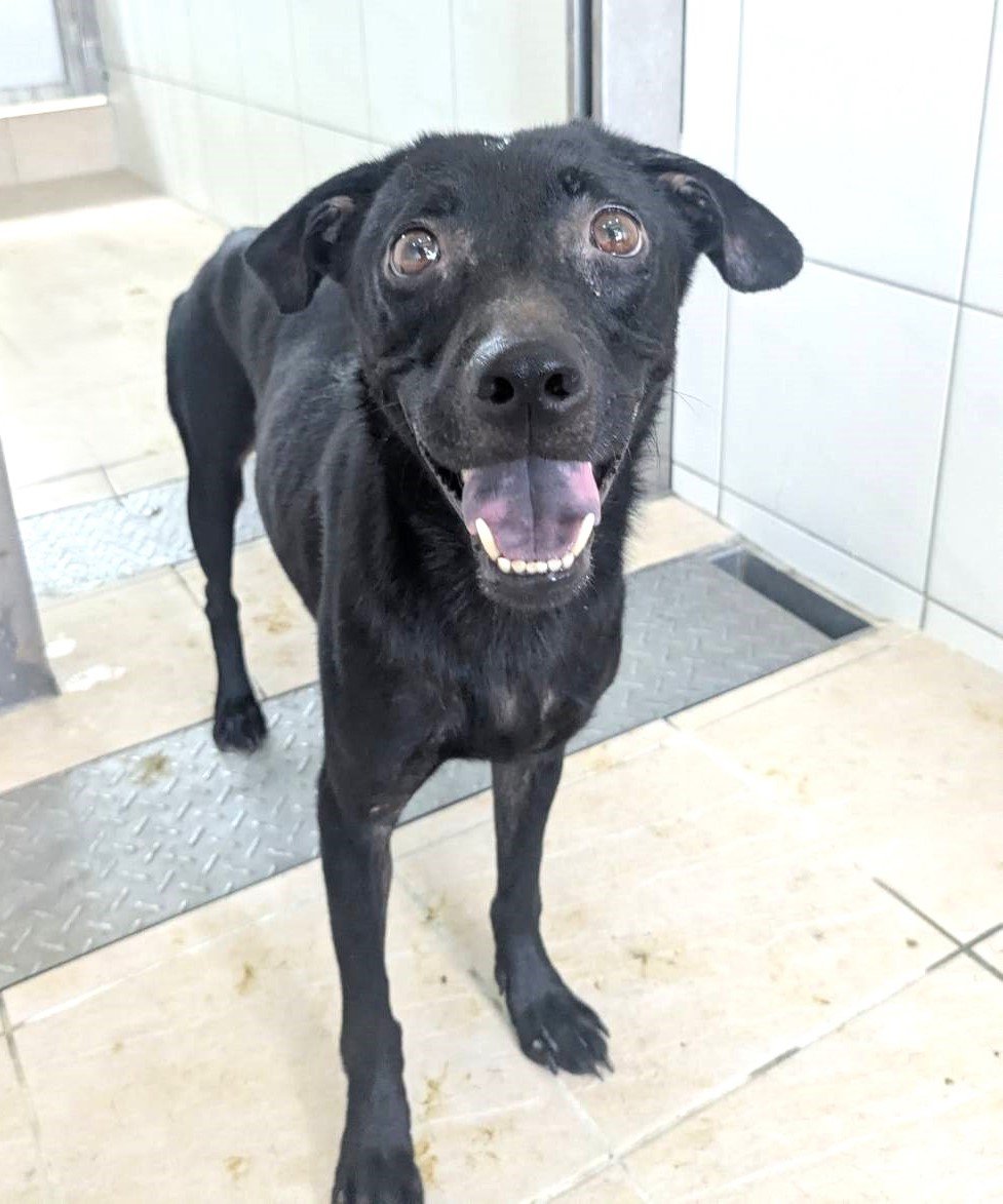 混種犬