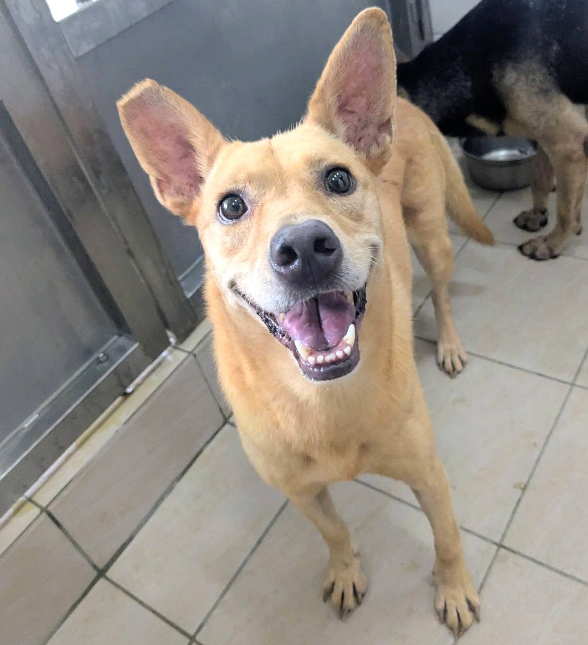 混種犬