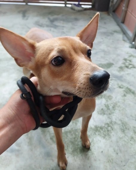 混種犬