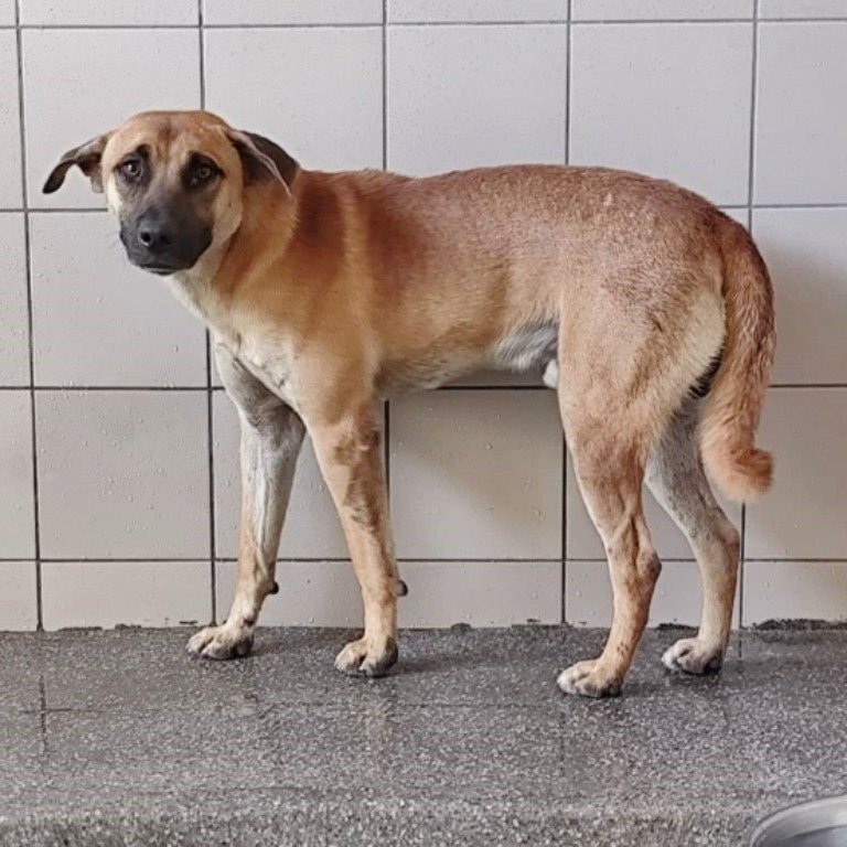混種犬