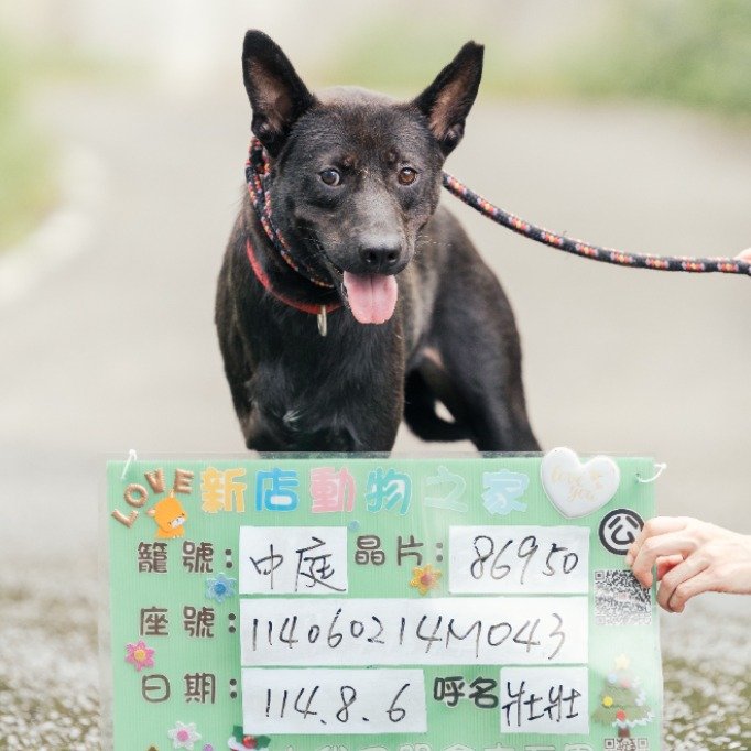 混種犬