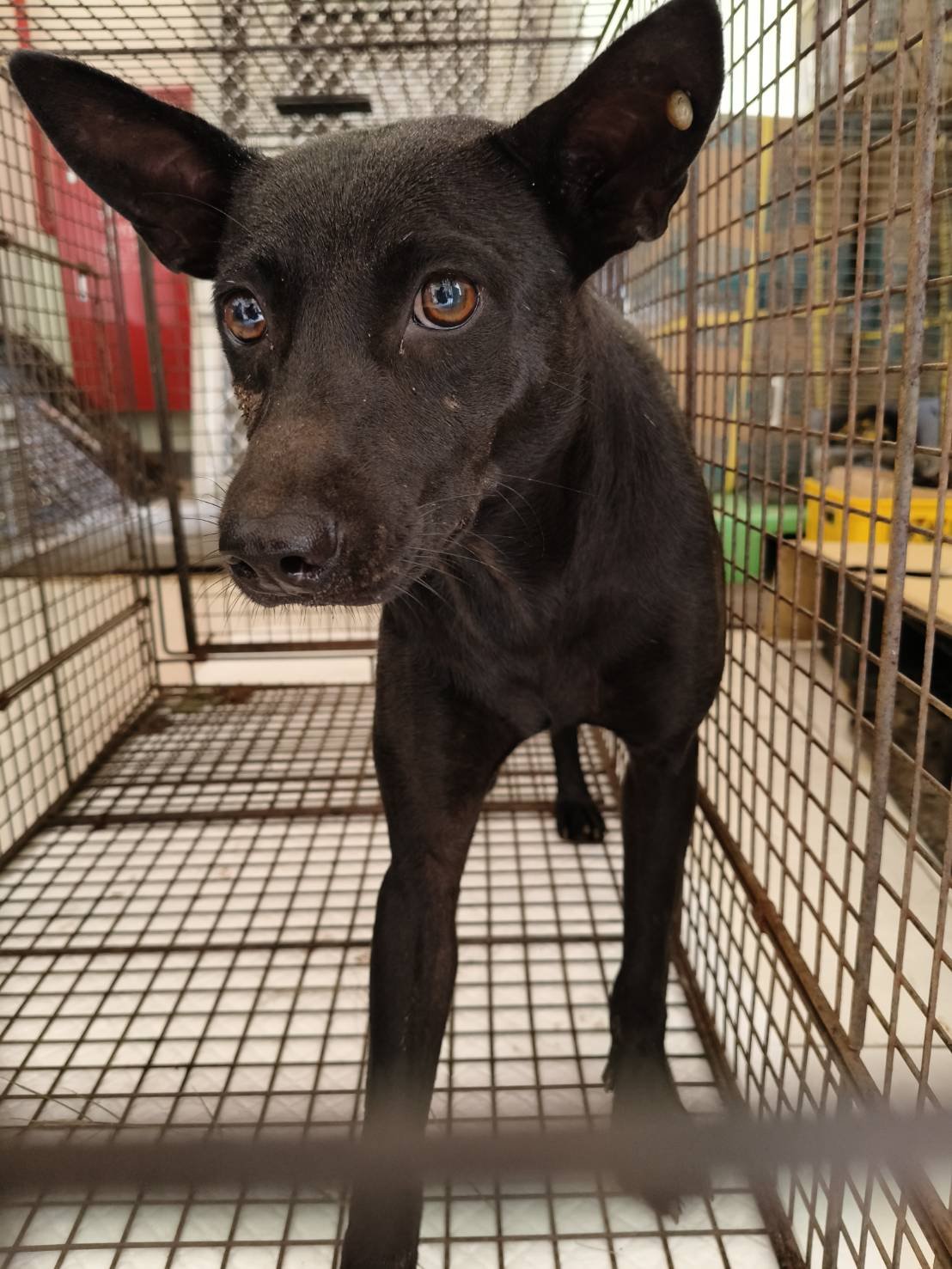 混種犬