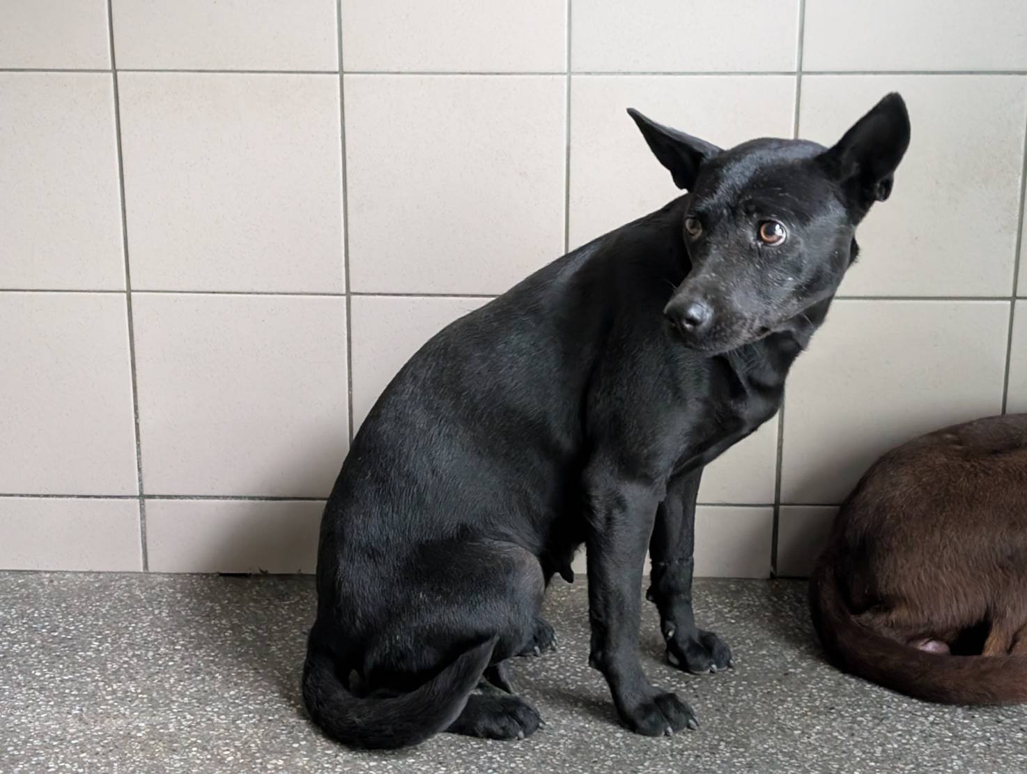 混種犬