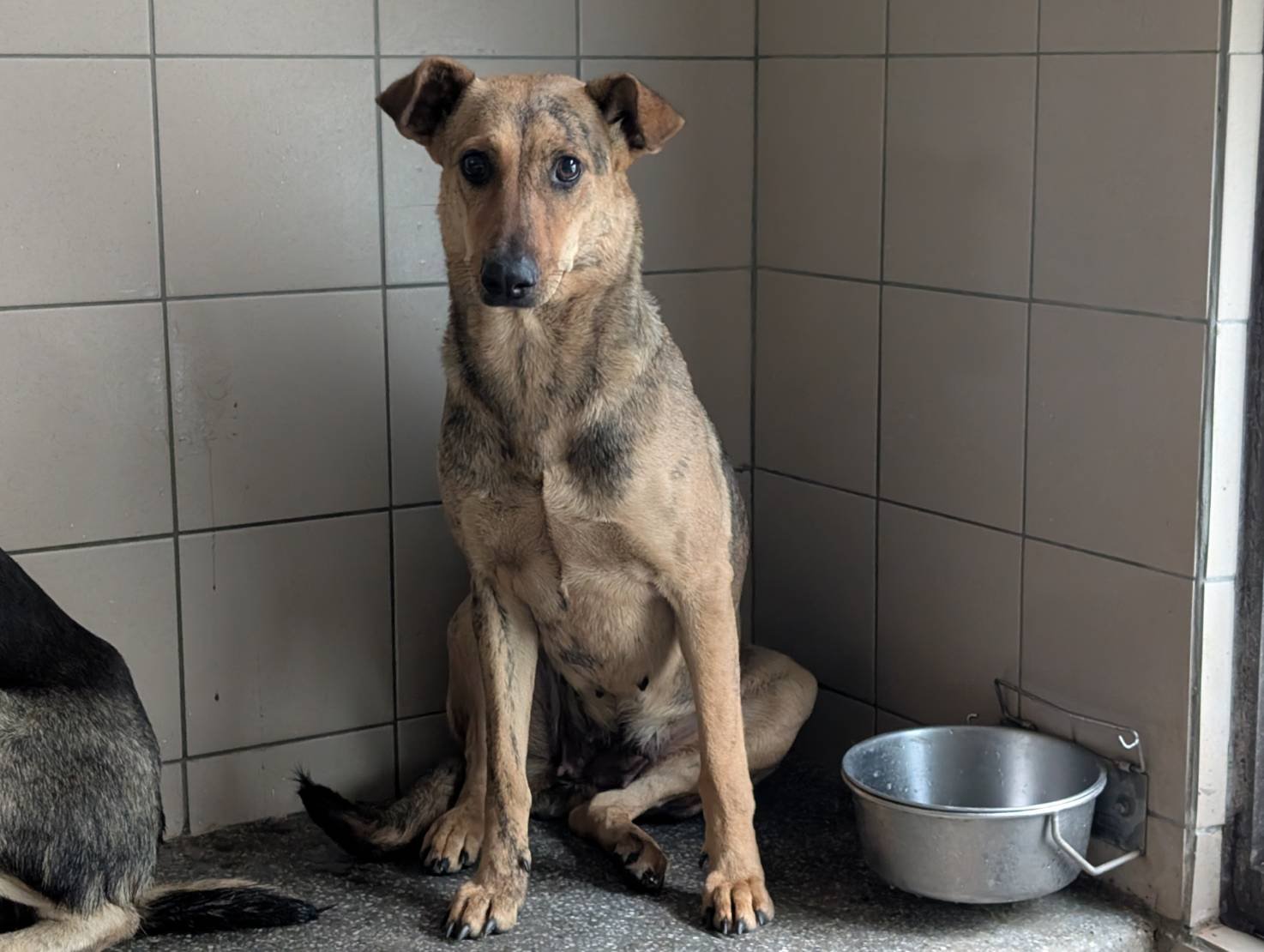 混種犬