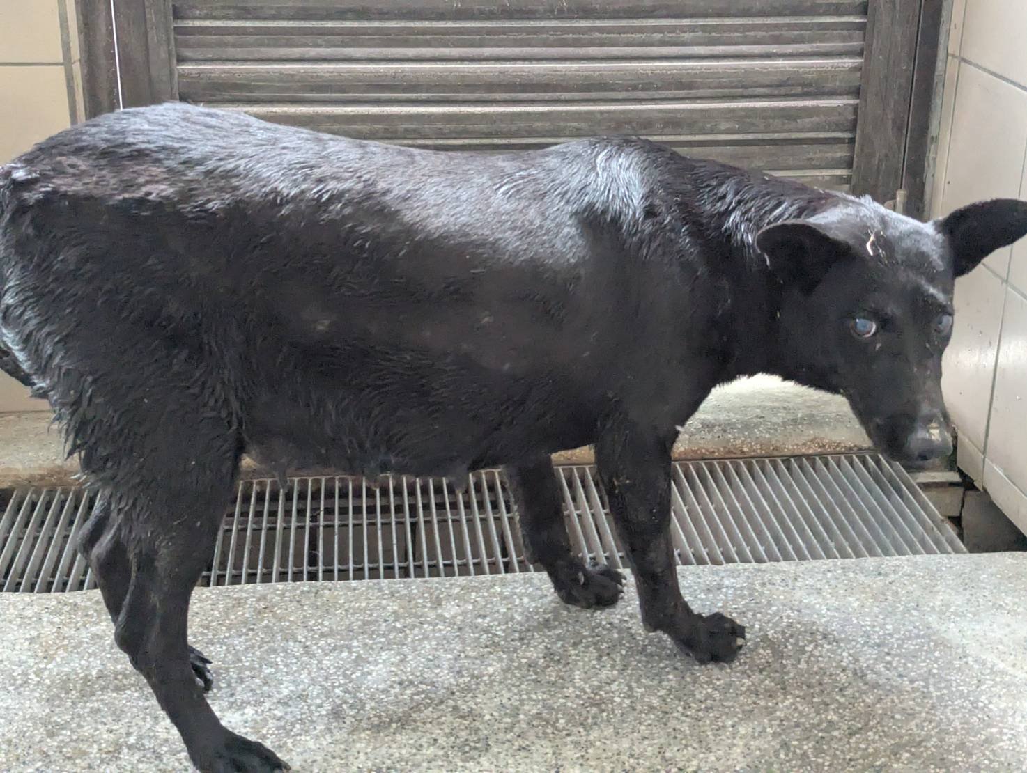 混種犬