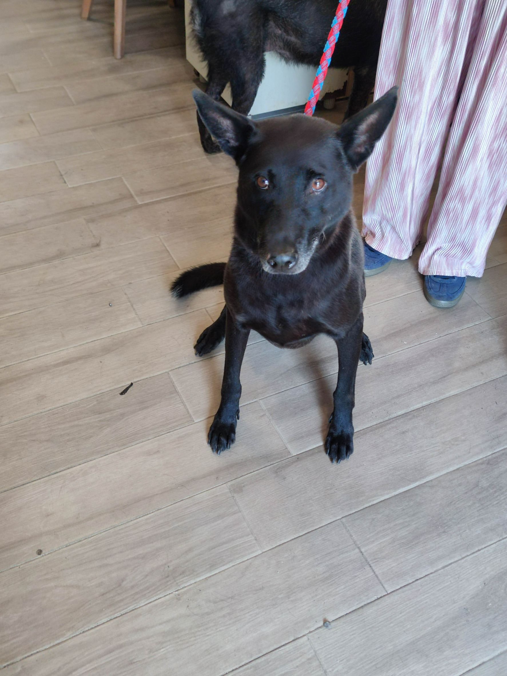 混種犬