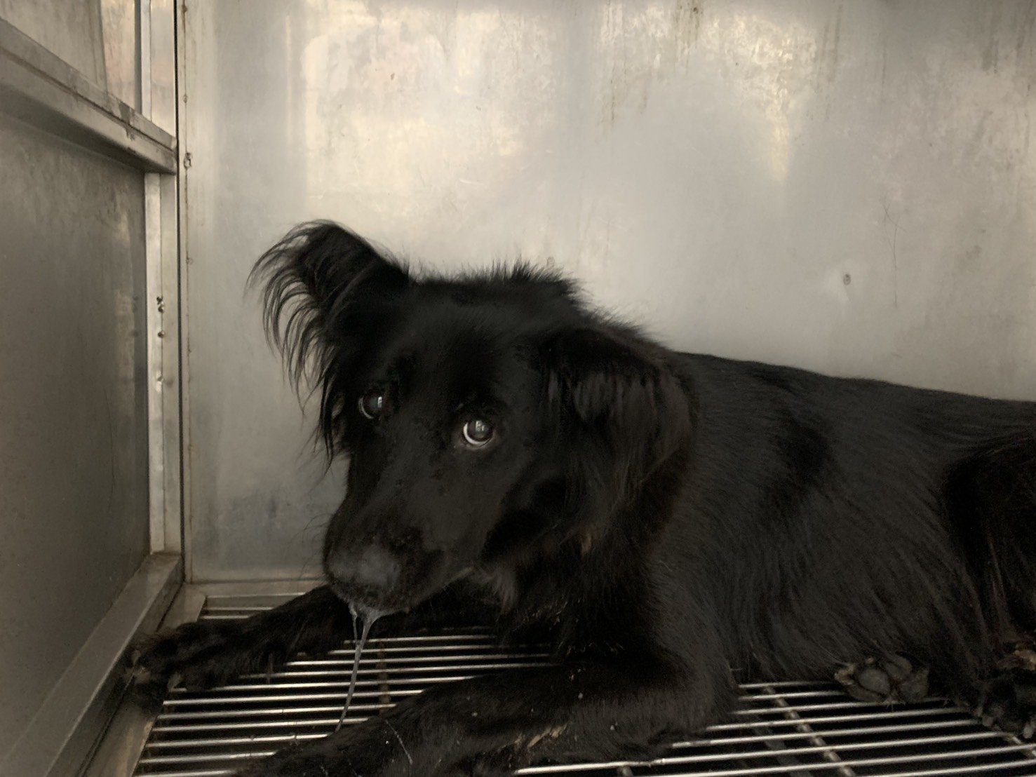 混種犬